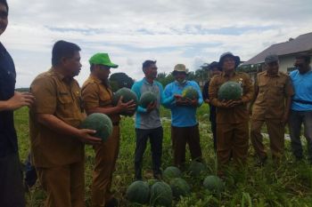 Petani sawit di Paser mulai beralih ke tanaman pangan dan hortikultura