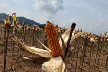 BPS NTB ingatkan Bulog untuk keluarkan 51 ribu ton jagung