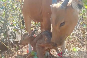 Banteng Jawa kembali melahirkan bayi betina di "SSB" TN Baluran