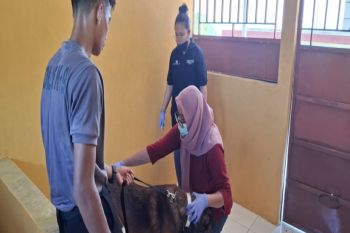 Tim dokter hewan Dinas TPHP periksa kesehatan terhadap anjing K9 Polda Sulbar
