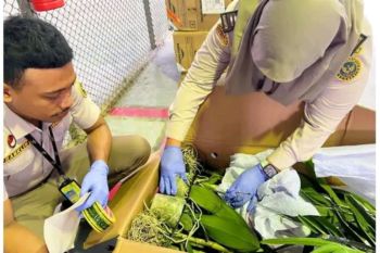 Karantina Papua Tengah periksa bibit anggrek dari Denpasar
