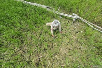 Bulog prepares mitigation strategy ahead of El Ni&ntilde;o drought risk