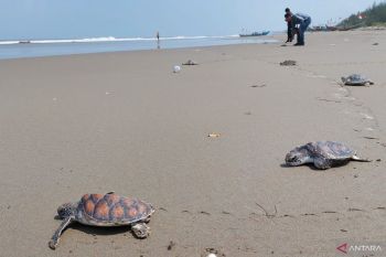 Universitas Bengkulu inisiasi bangun desa wisata konservasi penyu