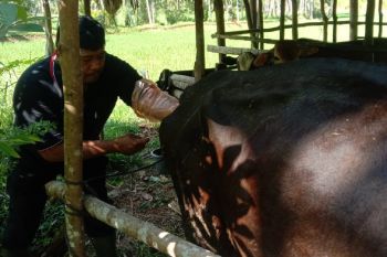 Paramedis Puskeswan Painan lakukan IB di Nagari Limau Gadang Lumpo
