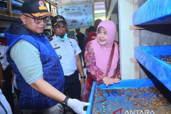 Pj Wali Kota Padang: Budi daya maggot peluang ekonomi bagi masyarakat