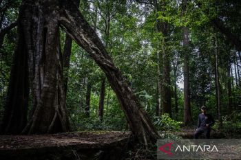 Pesona Hutan Hujan Tropis di Geopark Meratus