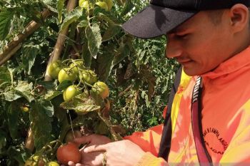 Petani berharap upaya Pemkab Solok lakukan hilirisasi tomat terwujud