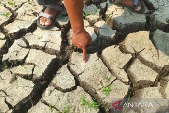 Kesehatan tanah dan masa depan ketahanan pangan