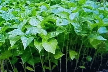 Dinas Pertanian Biak sediakan bibit tanaman cabai untuk warga OAP