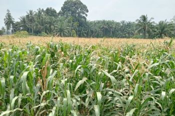 Harga jagung di Pasaman Barat naik jadi Rp5.000 per kilogram