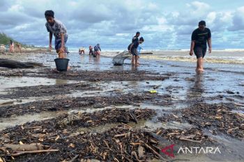 Puluhan warga bersihkan tumpahan batu bara di Pantai Aceh Barat
