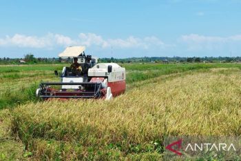 BMKG ingatkan petani tak tanam padi selama kemarau  guna cegah puso