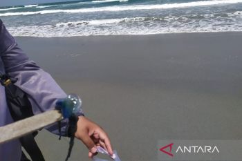 Satlinmas Gunungkidul: Wisatawan waspadai sengatan ubur-ubur di pantai