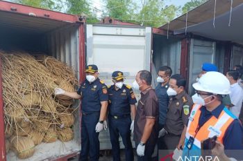 Bea Cukai Kalbagbar menggagalkan ekspor ilegal Rotan senilai Rp2,6 miliar