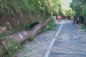 Angin kencang sebabkan empat bangunan rusak dan pohon tumbang di Desa Ngadas