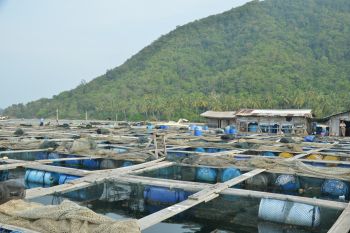 Karantina Lampung fasilitasi ekspor 21 ton ikan kerapu ke Hong Kong