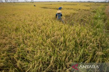 Proyeksi produksi beras nasional