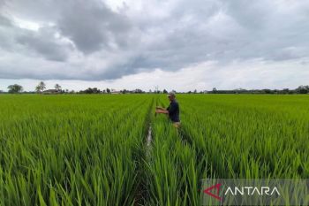 Bupati Kukar: Akurasi data untuk bangun pertanian berkelanjutan
