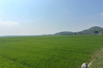 Harga gabah kering giling di tingkat petani Lampung naik 8,18 persen