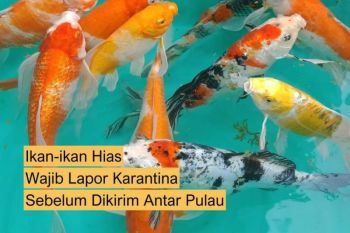 Karantina lakukan sertifikasi pengiriman  ikan koi di Sulut