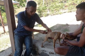 Disnak Nagekeo: Persentase vaksinasi rabies capai 91 persen