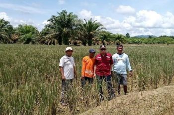 10 haktere lahan sawah di Desa Baru Pasaman Barat gagal panen