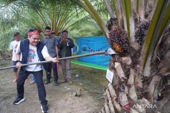Bupati Koltim panen kelapa sawit pola perkebunan rakyat