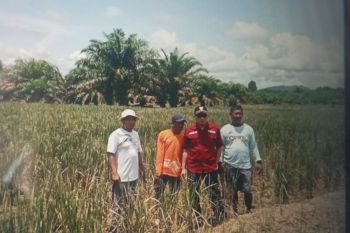 Pemkab Pasaman Barat usulkan bantuan bagi petani sawah gagal panen