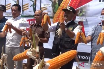 Produksi komoditas jagung pipil kering di Ngawi capai 229.146 ton
