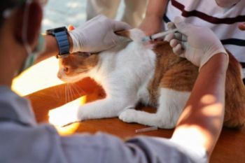 Pemprov Sumsel targetkan bebas  rabies pada tahun 2028