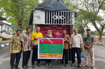 Pemkab Lumajang salurkan 2,8 ton bibit bawang merah ke petani