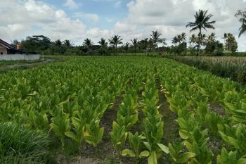 Pemkab Lombok Tengah tingkatkan kesejahteraan para petani tembakau