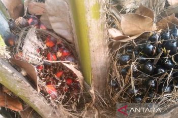 Keberadaan investasi sawit berdampak ke dana bagi hasil pusat ke daerah