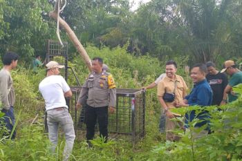 Beruang madu muncul di pemukiman warga di Mandau, BBKSDA pasang perangkap