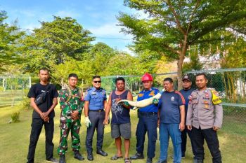 Petugas UPTD Damkar Bintan tangkap buaya muara