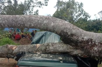 Ini nama-nama korban tertimpa pohon kemiri tumbang di Desa Telagah Sei Bingai