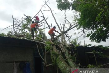 BPBD Padang tangani 65 titik pohon tumbang akibat cuaca ekstrem