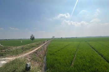 Pemprov Lampung pastikan alokasi bantuan benih seluas 59 ribu hektare