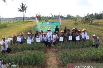 Pemkab Kulon Progo mengoptimalkan lahan surjan untuk pengembangan pertanian