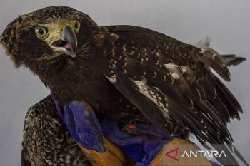 Penyelamatan elang-ular bido hasil serahan warga