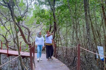 Ekowisata hutan mangrove Purba Jerowarukerek ekonomi masyarakat