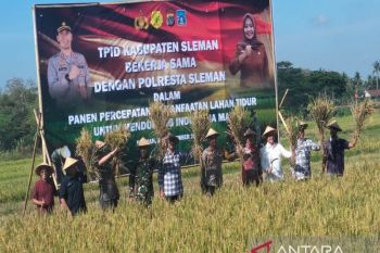 Pemkab Sleman panen raya di lahan tidur produktivitas 8,8 ton per hektare