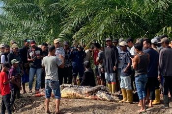 Pria di Rohil tewas diterkam buaya saat memancing