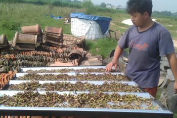 Dosen UNU Lampung dampingi Kelompok Mina Fajar Sejahtera manfaatkan limbah kulit pisang jadi pakan ikan herbal