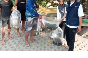 DKP bantu 5.000 bibit ikan nila di Kelurahan Pejeruk Ampenan Mataram