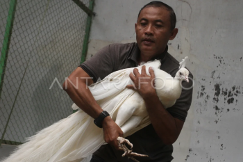 Budi daya merak putih di Malang