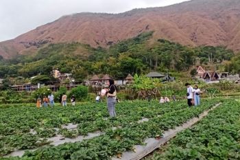 Destinasi wisata stroberi di kaki Gunung Rinjani tetap ramai pengunjung