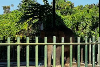 Manajemen Bali Safari buka suara insiden gajah seruduk penjaga