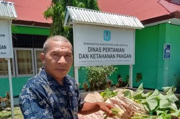 Pemprov Papua salurkan bantuan bibit keladi untuk petani OAP