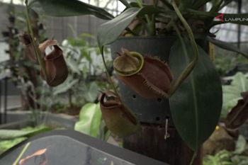 Kunjungan eduwisata ke Kebun Raya Itera